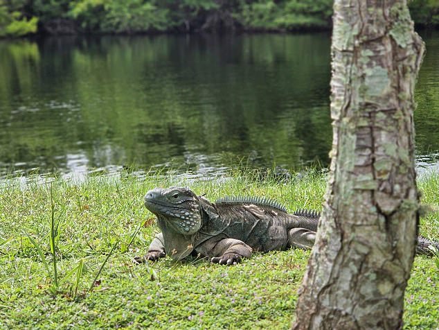 Recovery: The native blue iguana population plummeted, but is back on the mend - King Charles recently stroked one, with a photograph proudly mounted in the visitor centre