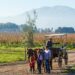 A people preparing to ride in a horse-drawn covered wagon through a vineyard during harvest season at Vendimia de Curicó, Chile.