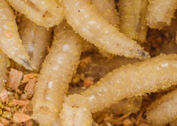 A Parasite That Eats Cattle Alive Is Creeping North Toward the US