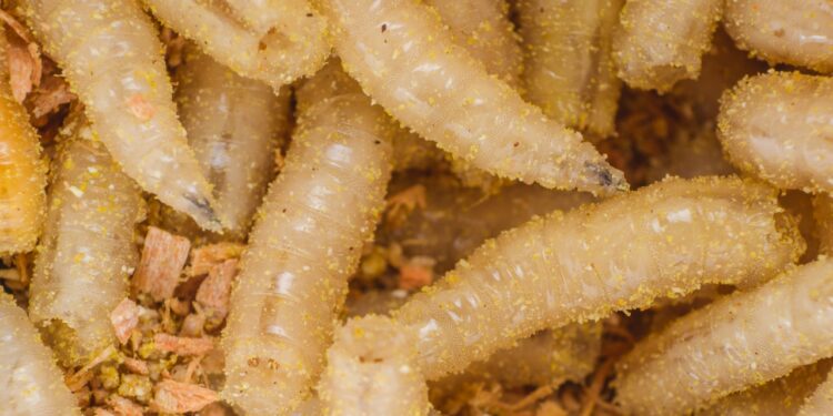 A Parasite That Eats Cattle Alive Is Creeping North Toward the US