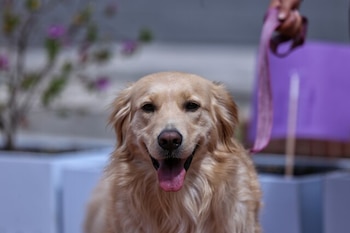 Estos resultados representan una tendencia significativa en la preferencia de los colombianos por los perros como mascotas principales para cada uno de sus hogares - crédito Colprensa