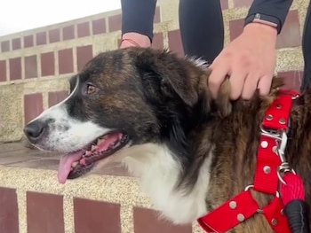 Durante su estancia en su nuevo hogar, Pascualito recibe atención veterinaria debido a una grave infección por parásitos que contrajo mientras vivía en las calles - crédito @lapasiondeunpueblo / TikTok