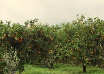 America should invest in Jamaican orchards