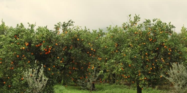 America should invest in Jamaican orchards