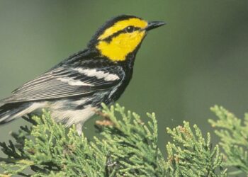 BIRDING TODAY: External factors working against birds in Central, South America