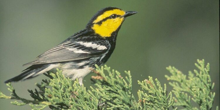 BIRDING TODAY: External factors working against birds in Central, South America