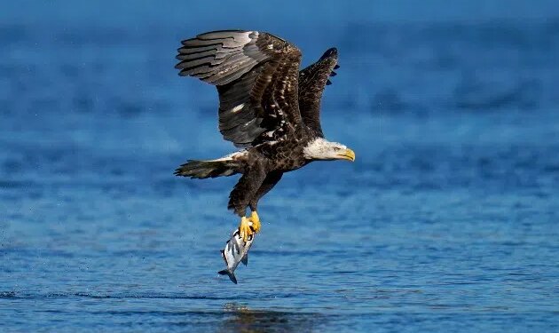 Bald Eagle Officially Named America’s National Bird Thanks to Minnesota Lawmaker