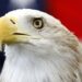 Bald eagle is officially America's national bird after Joe Biden's signature