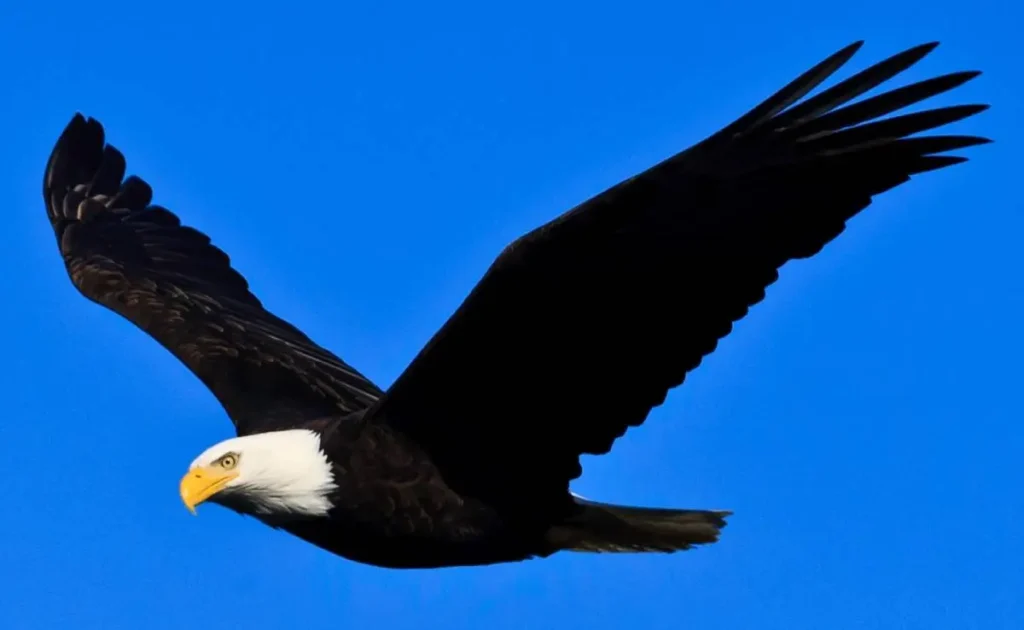 Biden Signs Off: Bald Eagle Is Finally, Officially America's Bird