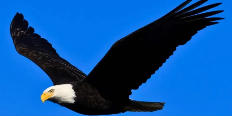Biden Signs Off: Bald Eagle Is Finally, Officially America's Bird