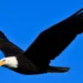 Biden Signs Off: Bald Eagle Is Finally, Officially America's Bird