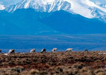 Biden approves oil lease sale, allowing drilling in Alaska’s Arctic refuge