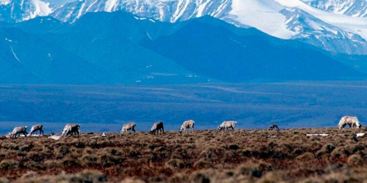 Biden approves oil lease sale, allowing drilling in Alaska’s Arctic refuge