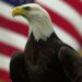 Biden signs bill making bald eagles America's national bird : NPR