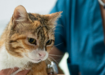 Bird flu-contaminated cat food linked to pet death, recall issued