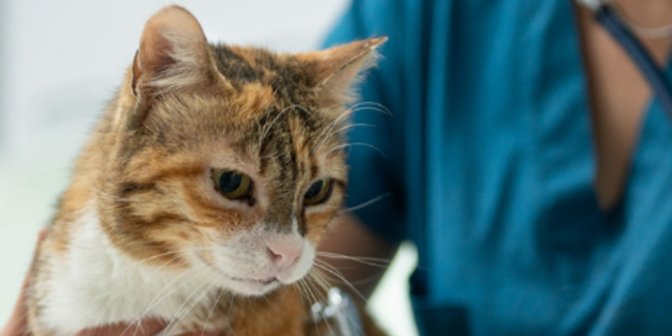 Bird flu-contaminated cat food linked to pet death, recall issued