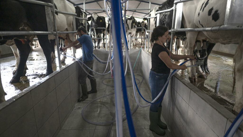 Brazil's Minas cheese gets added to UNESCO list