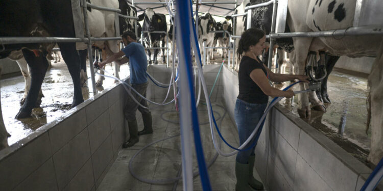 Brazil's Minas cheese gets added to UNESCO list