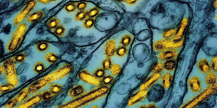 California declared an emergency over bird flu. How serious is the situation?