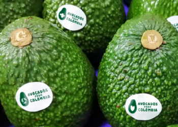 Colombia's avocado exports surge 9% in week 50