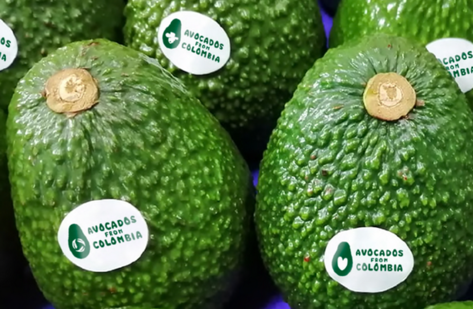 Colombia's avocado exports surge 9% in week 50