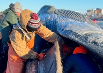 Dead fin whale washes ashore a coastal trail in Anchorage, Alaska