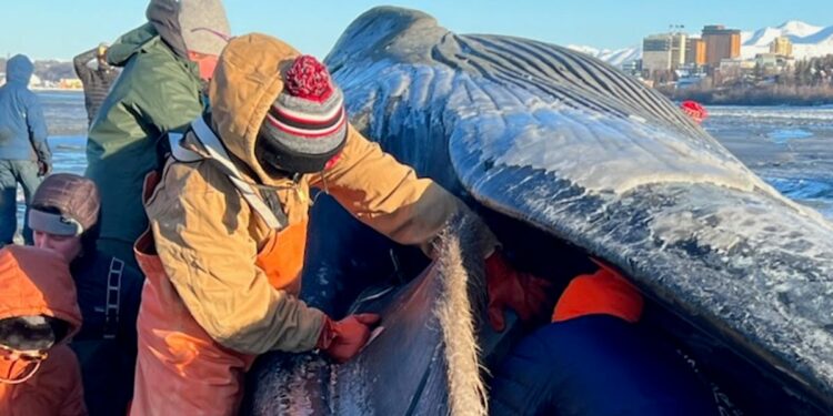 Dead fin whale washes ashore a coastal trail in Anchorage, Alaska