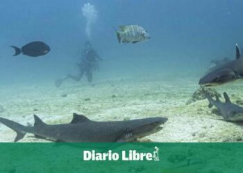 Ecuador canjea parte de deuda a cambio de protección de Amazonía