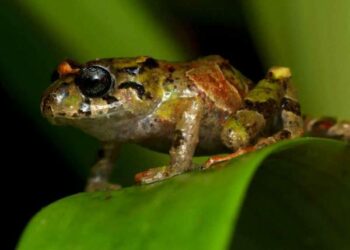 Ecuador es el país que tiene más especies en peligro de extinción en Latinoamérica