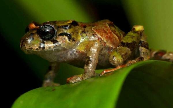 Ecuador es el país que tiene más especies en peligro de extinción en Latinoamérica