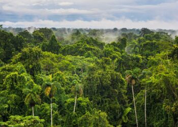 Ecuador turns focus to Amazon with fresh debt-for-nature swap