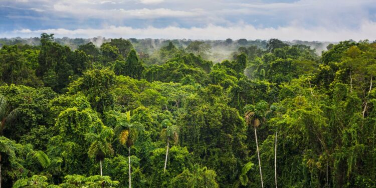 Ecuador turns focus to Amazon with fresh debt-for-nature swap