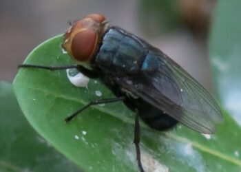 Emergency USDA Funding Available to Protect U.S. Livestock and Animals from New World Screwworm