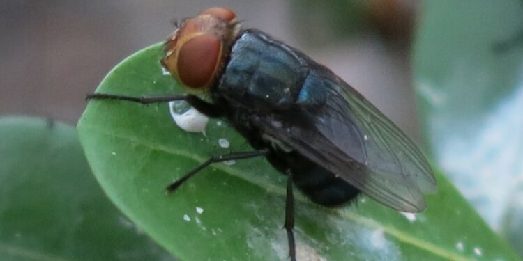 Emergency USDA Funding Available to Protect U.S. Livestock and Animals from New World Screwworm