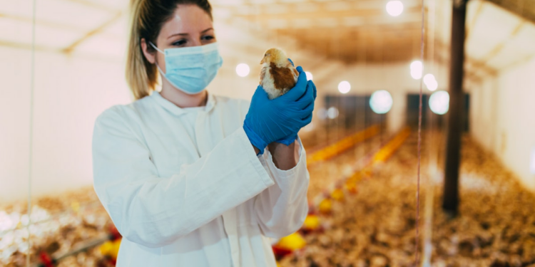 Excellence in poultry education at Zamorano in Honduras