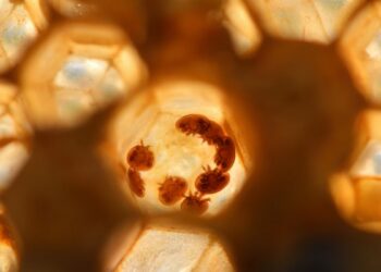 Flesh-Eating Human Parasite Resurfaces in Central America, Raises New Concerns