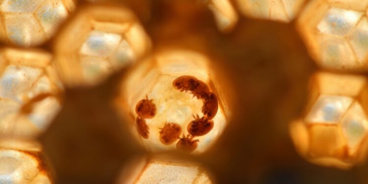 Flesh-Eating Human Parasite Resurfaces in Central America, Raises New Concerns