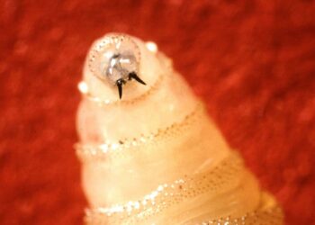 Flesh-eating human parasite sweeping across Central America is raising concerns in US — what to know