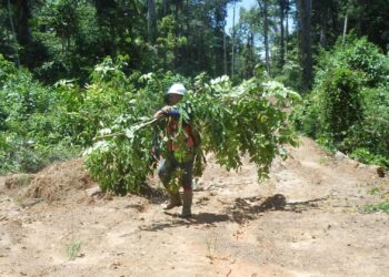 Forester carrying debris with a hard hat in a Suriname, South America forest
