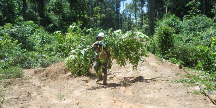 Forester carrying debris with a hard hat in a Suriname, South America forest