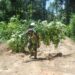 Forester carrying debris with a hard hat in a Suriname, South America forest