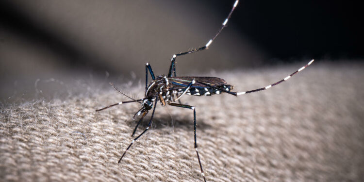 French territory Guadeloupe declares epidemic of dengue driven by uncommon strain
