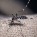 French territory Guadeloupe declares epidemic of dengue driven by uncommon strain