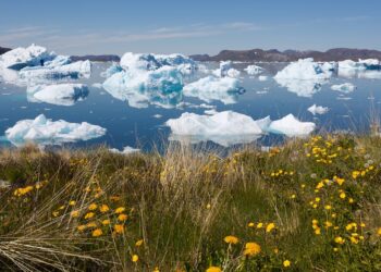 Greenland is getting greener – helped by a mining company and a group of tree enthusiasts