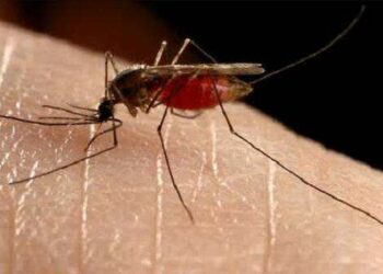 Grenada monitoring circulation of Chikungunya and Zika viruses
