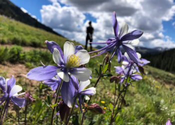 How Colorado chose the Columbine as its state flower