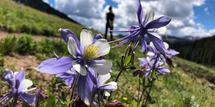 How Colorado chose the Columbine as its state flower