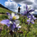 How Colorado chose the Columbine as its state flower
