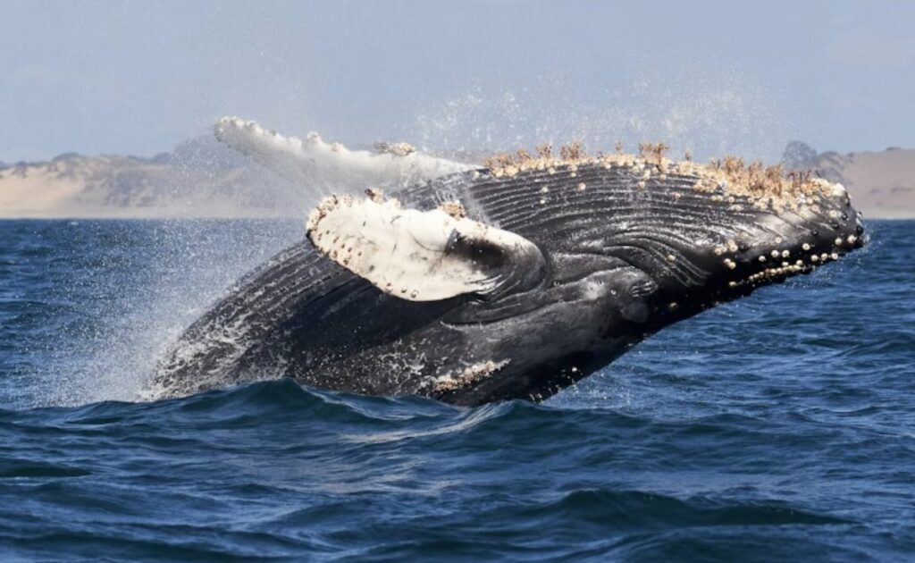 Humpback Whale Sets New Record With 13,000km Journey From South America To Africa