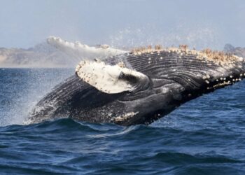 Humpback Whale Sets New Record With 13,000km Journey From South America To Africa